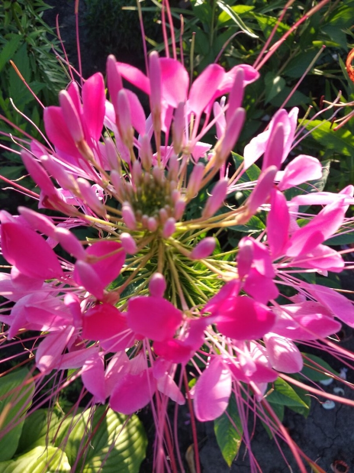 Цветок брызги шампанского