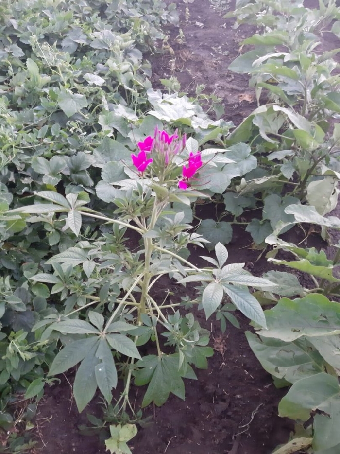 Цветок клеома