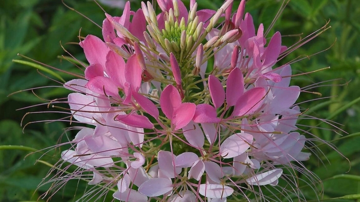 Клеома колючая листья