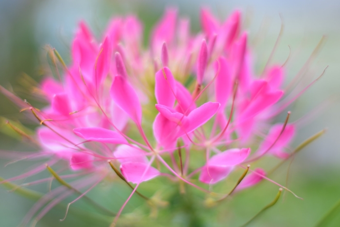 Клеома колючая (cleome spinosa)
