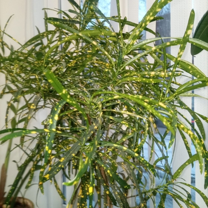 Кротон брызги шампанского цветок комнатный