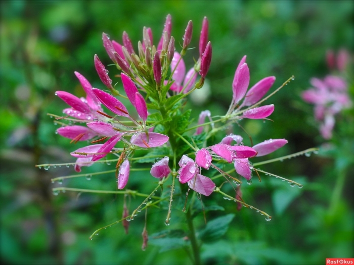 Клеома колючая вишневая королева