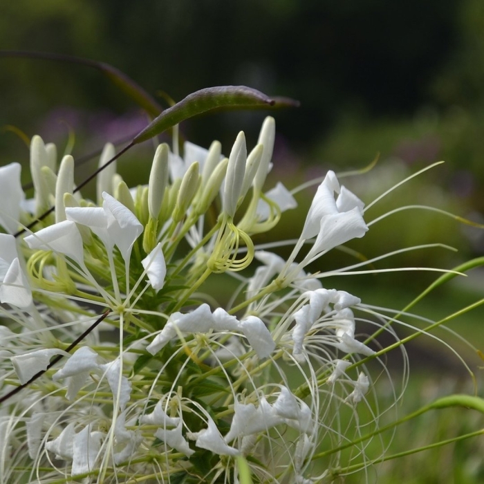 Клеома брызги шампанского аэлита