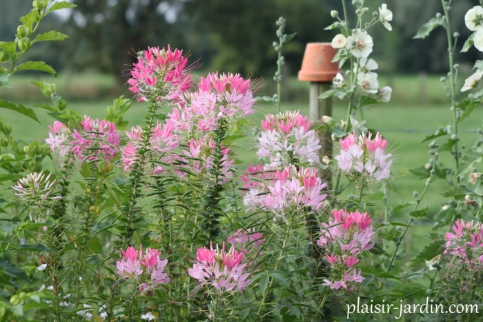 Клеома цветной фонтан