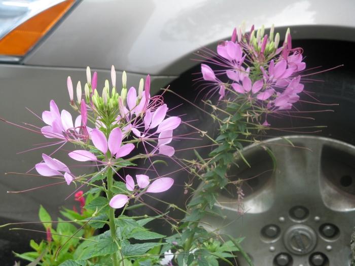 Клеома вильма