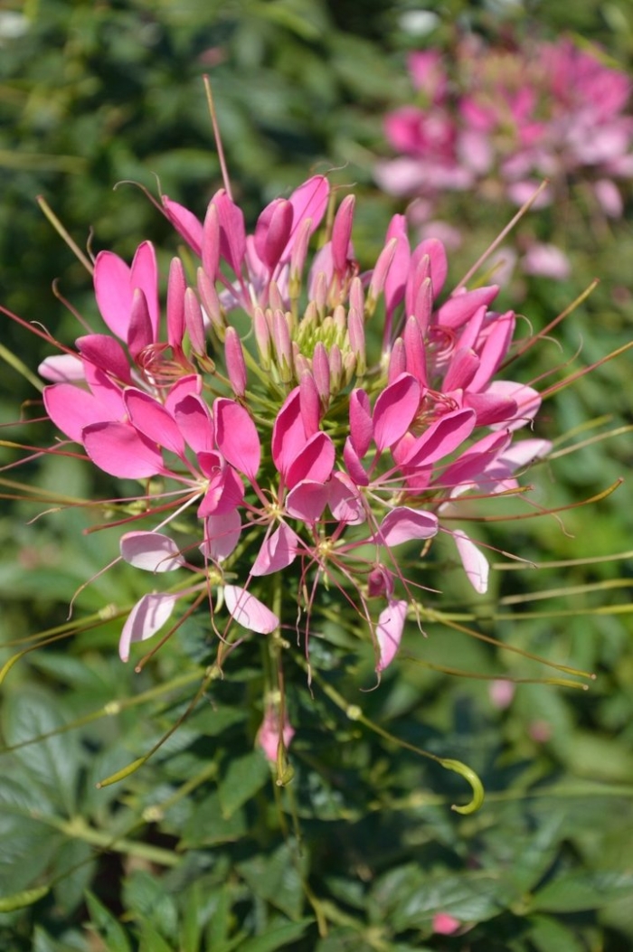 Cleome spinosa