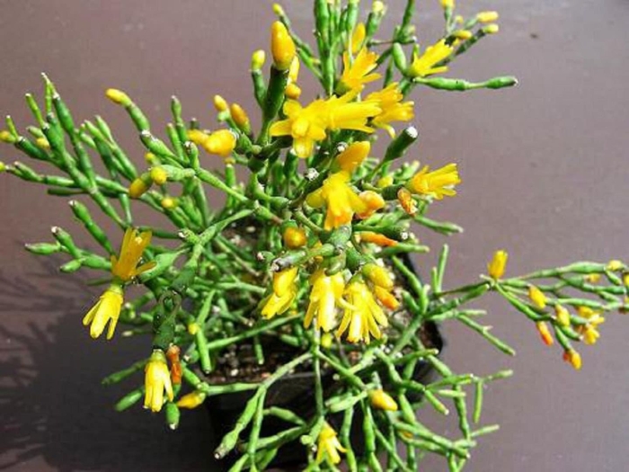 Хатиора солеросовая