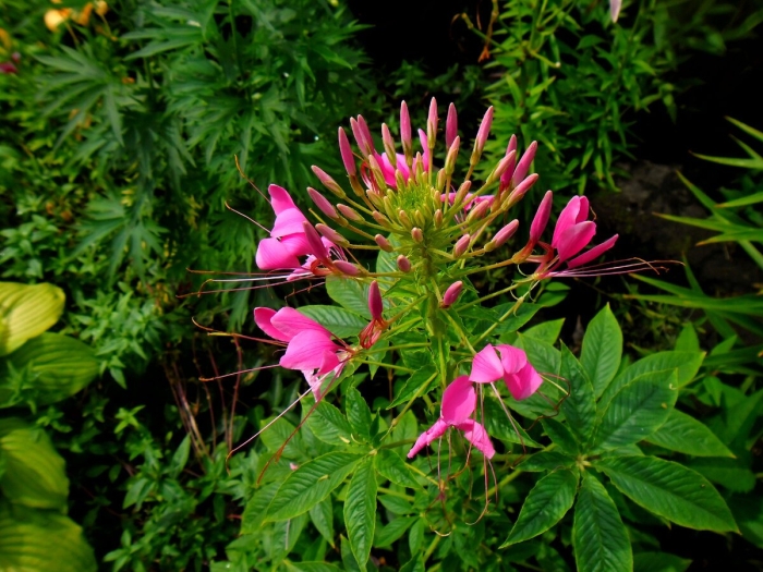Клеома колючая вишневая