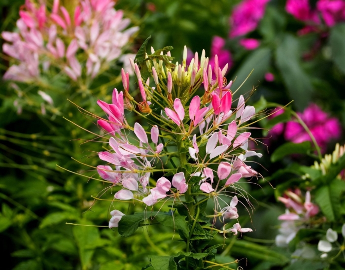 Клеома хасслериана