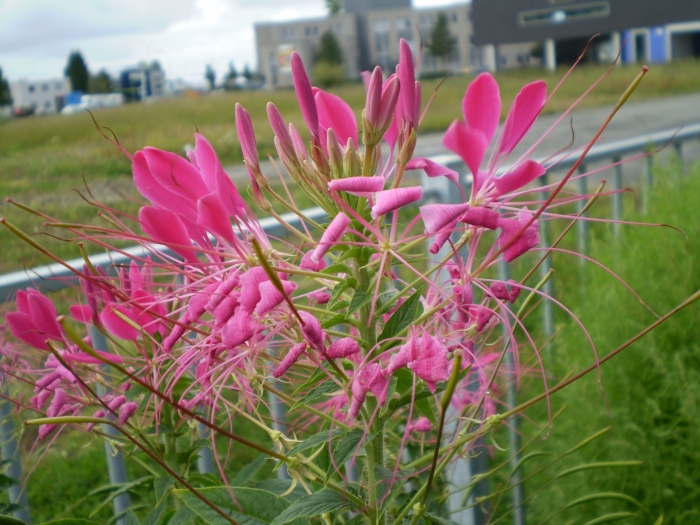 Клеома камелия