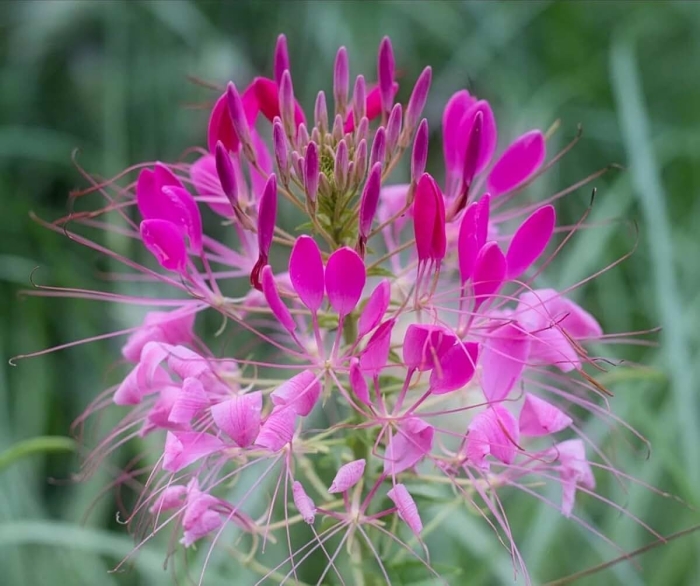 Клеома колючая вишневая