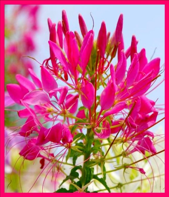 Клеома колючая