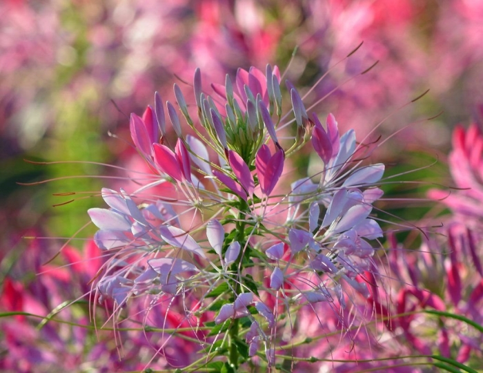 Клеома хасслера брызги шампанского