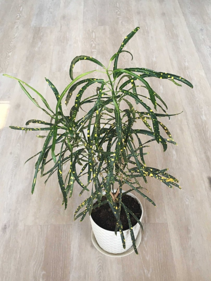 Кротон пиктум спот