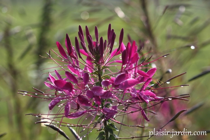 Клеома вишневая