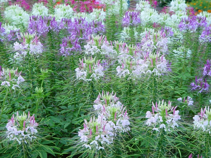 Клеома колючая гигант пинк кюссен