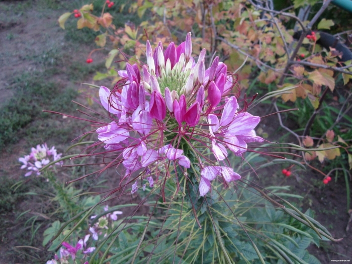 Клеома цветок