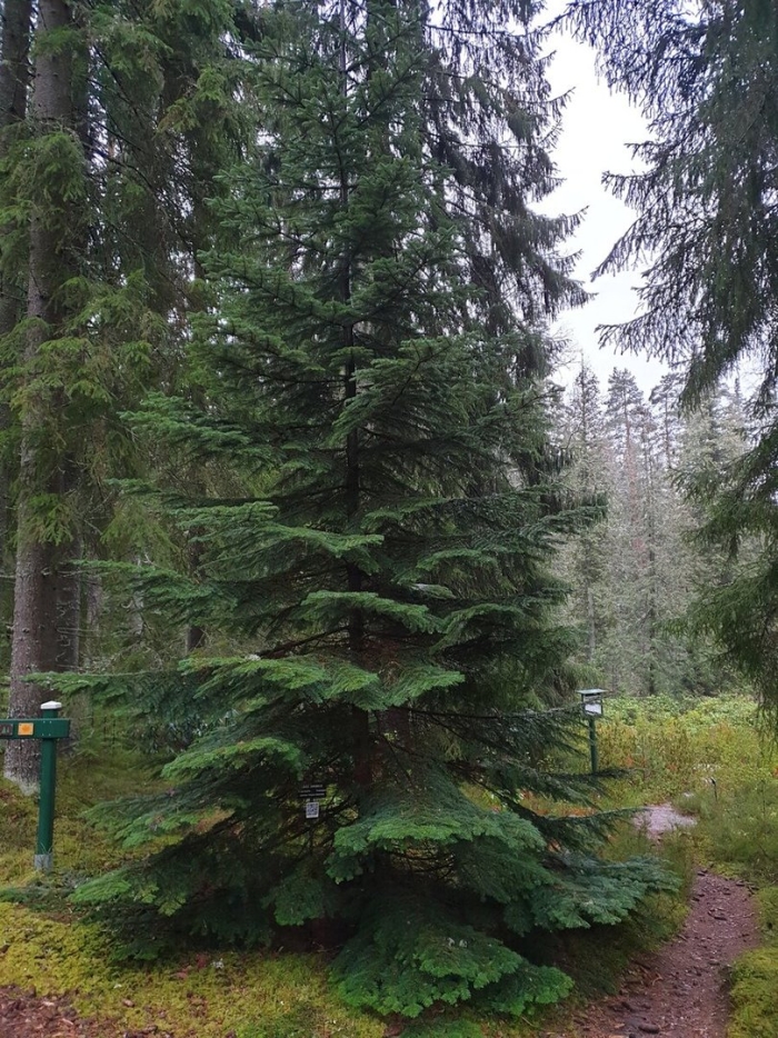 Пихта сибирская (ábies sibírica)