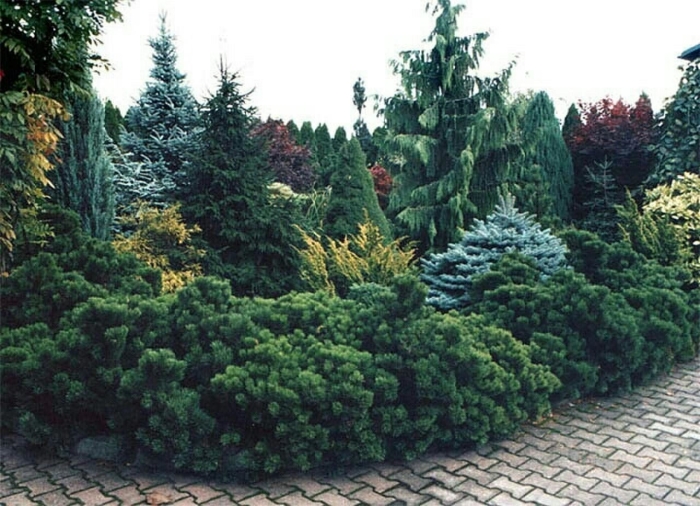 Тис можжевельник