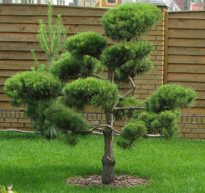 Сосна горная мугус ниваки