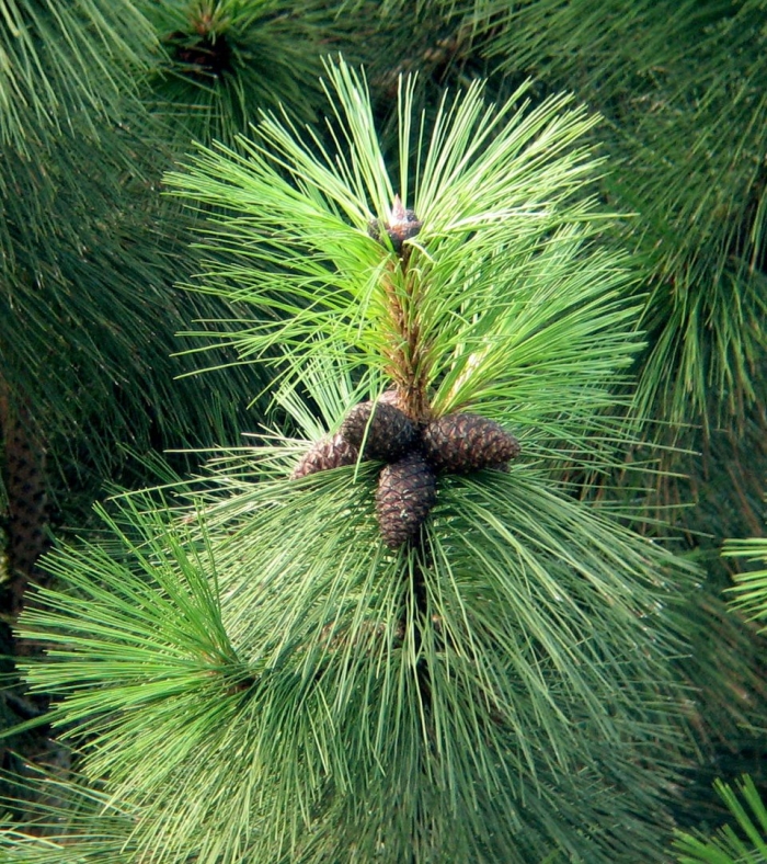 Сосна желтая pinus ponderosa