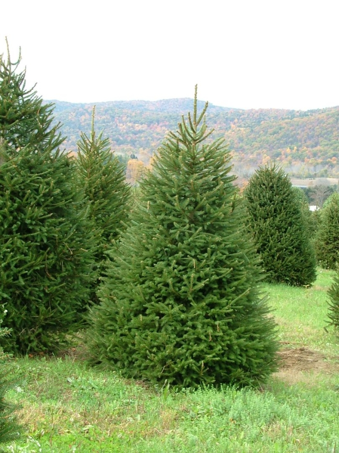 Ель европейская picea abies