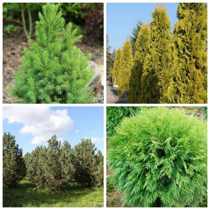 Хвойное дерево