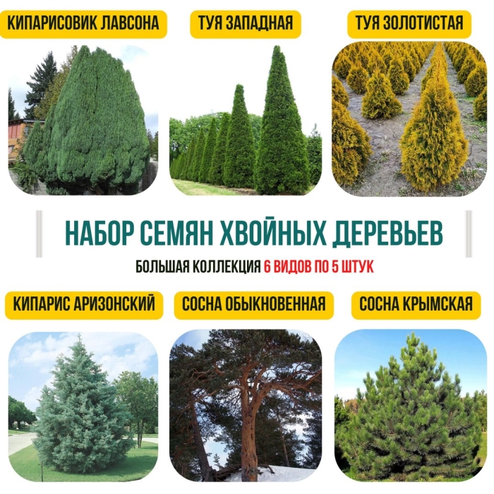 Хвойные деревья кипарис