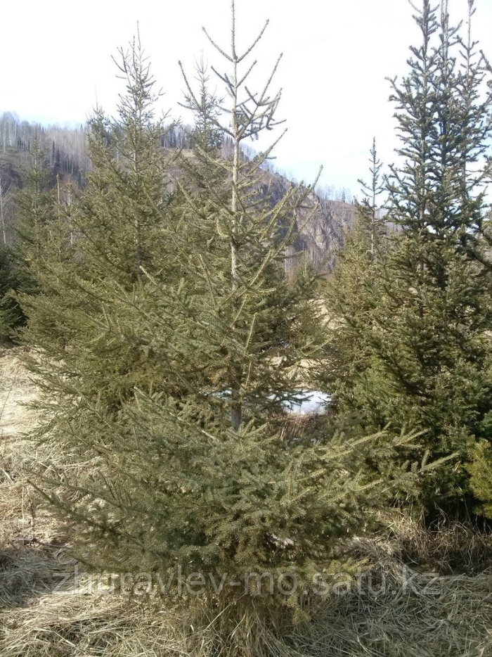 Ель сибирская