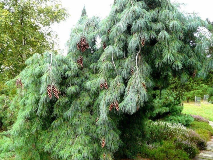 Сосна веймутова pendula