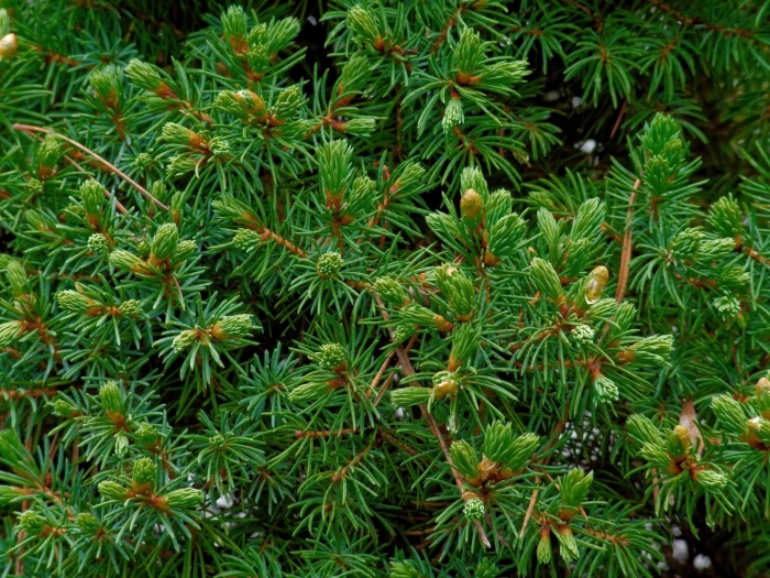 Picea abies maxwellii