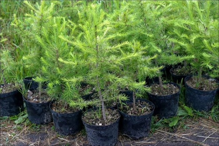 Лиственница сибирская larix sibirica