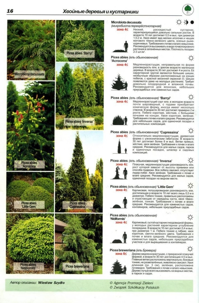 Хвойные деревья и кустарники