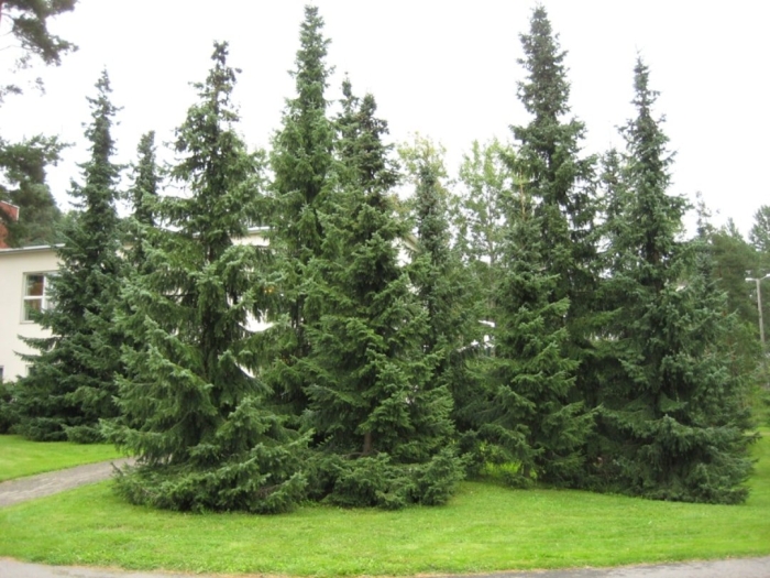 Ель сербская picea omorika