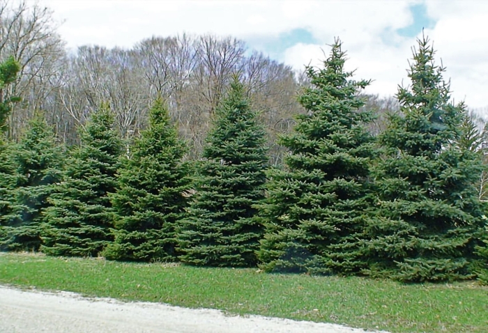 Ель сибирская picea obovata