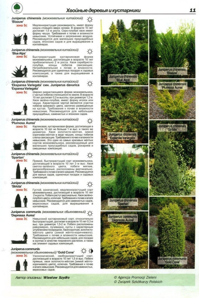 Хвойные растения виды