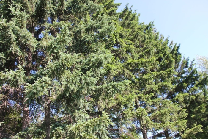 Хвойные деревья подмосковья