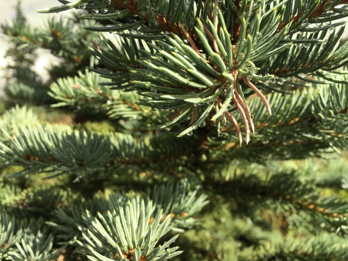 Пихта корейская сильберлок