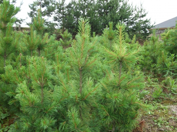 Сосна сибирская кедровая