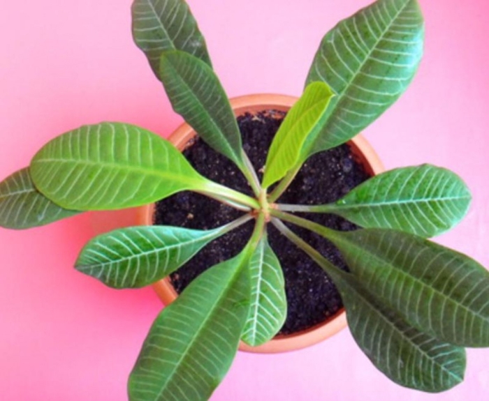 Беложильчатый молочай