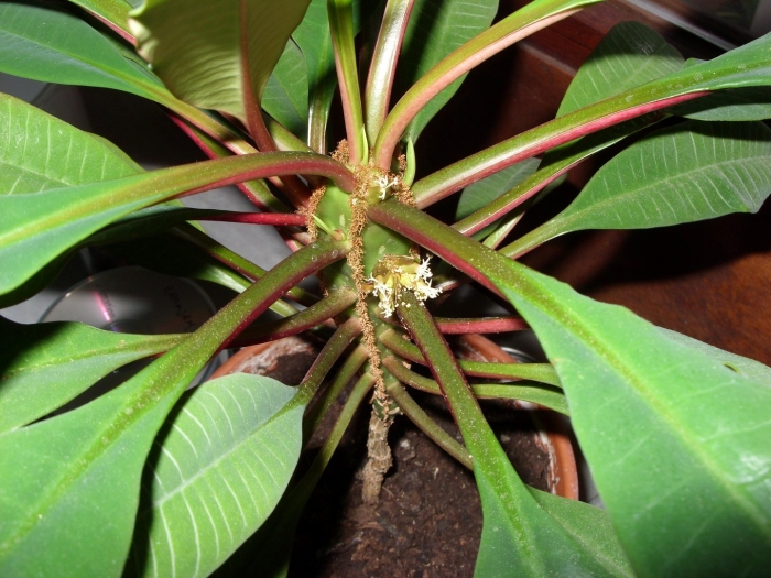 Молочай беложильчатый euphorbia leuconeura