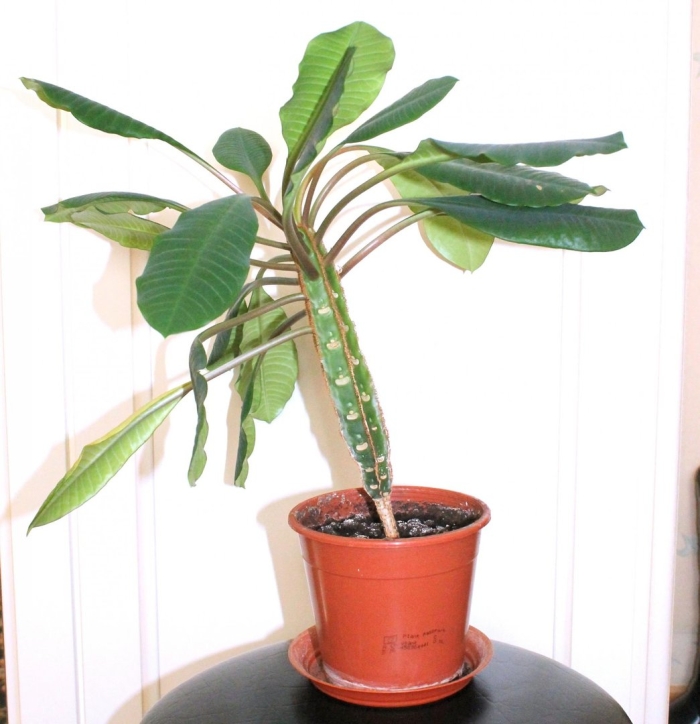 Пальма молочай беложильчатый