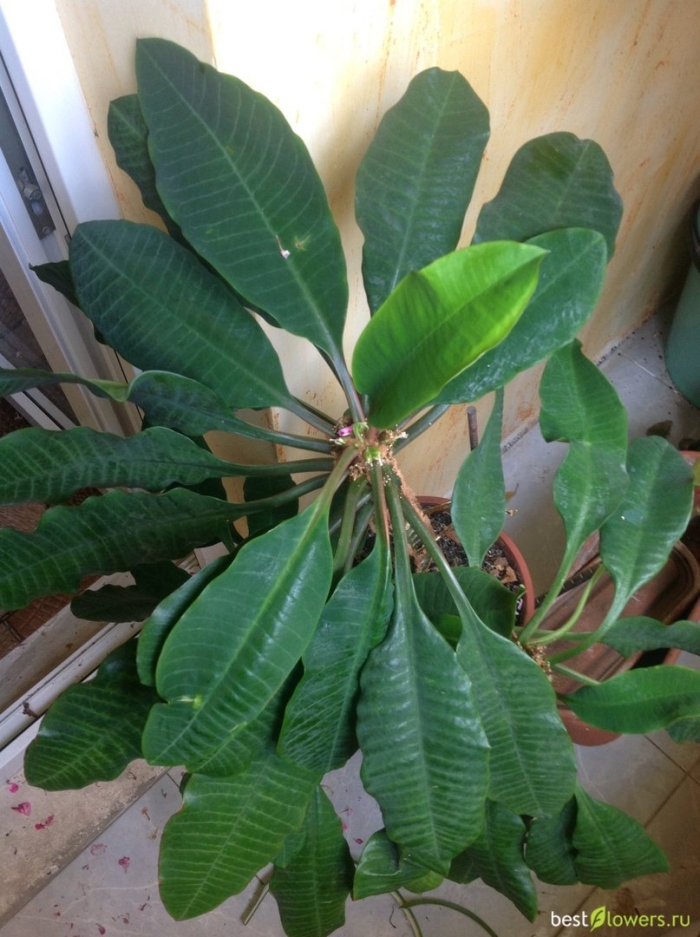 Комнатное растение молочай