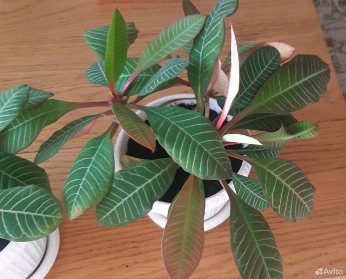 Цветок молочай беложильчатый