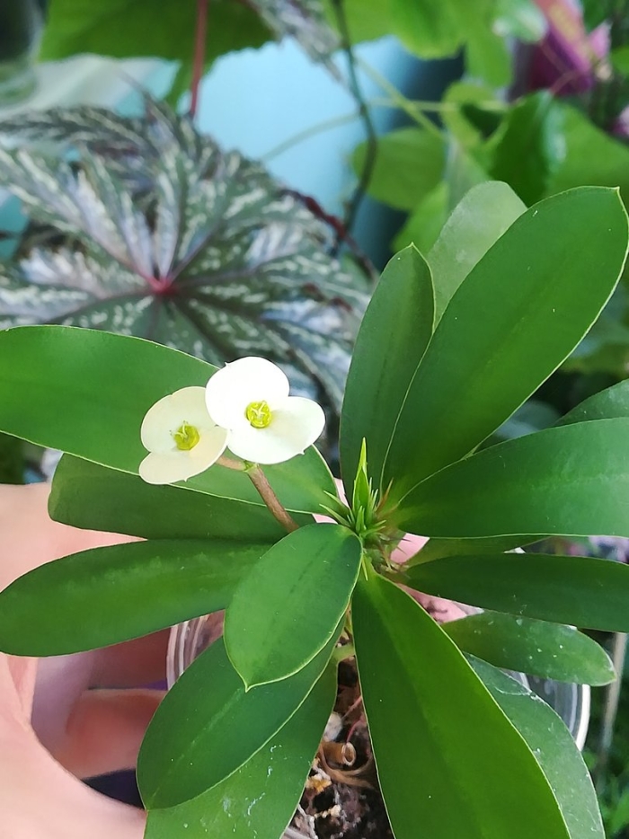 Эуфорбия молочай миля