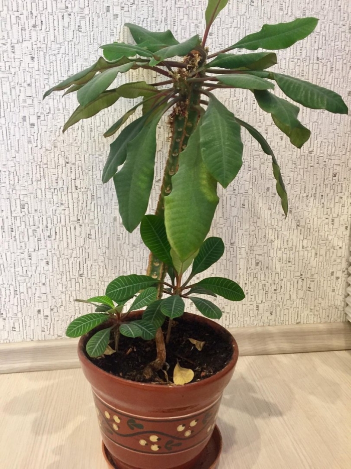 Пальма молочай беложильчатый