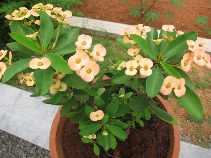 Euphorbia milii