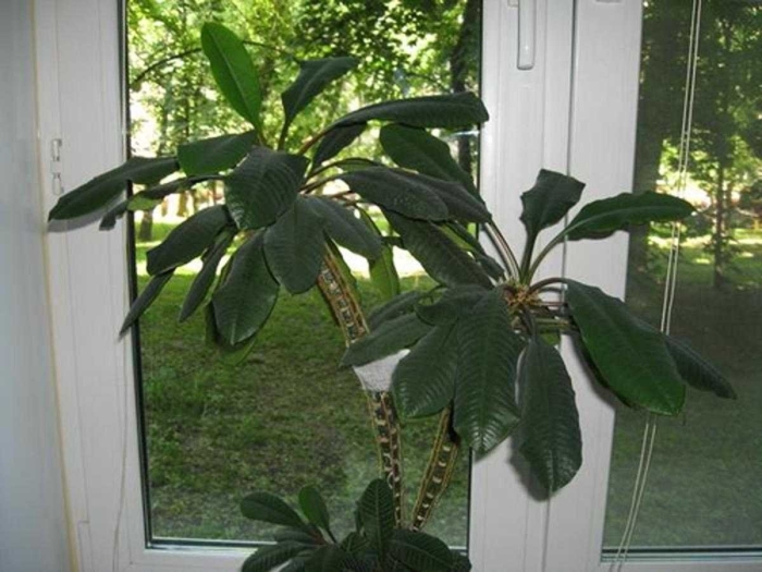 Молочай беложильчатый обезьянья пальма