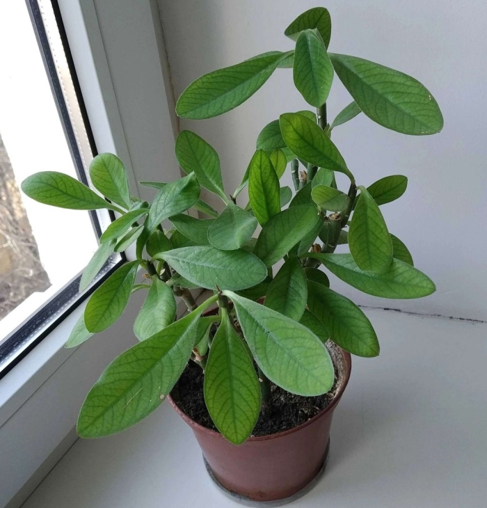 Молочай синадениум гранта