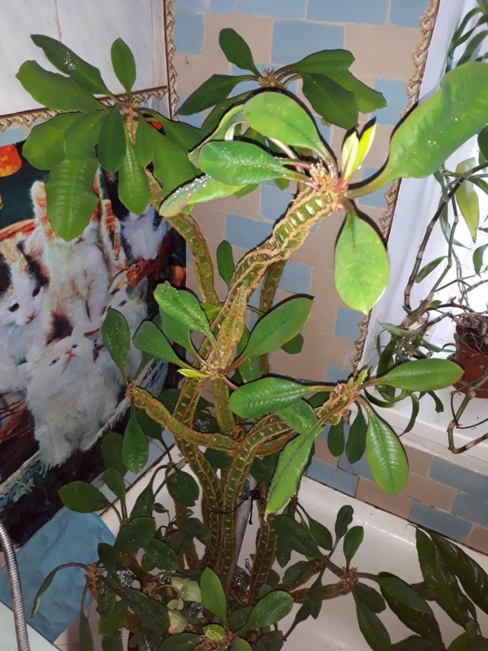 Молочай беложильчатый обрезать